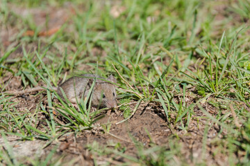 wild mouse. the mouse runs on a grass. gray mouse.