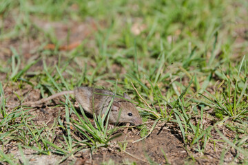wild mouse. the mouse runs on a grass. gray mouse.