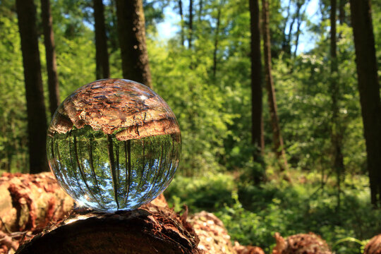 Wald durch die Glaskugel gesehen