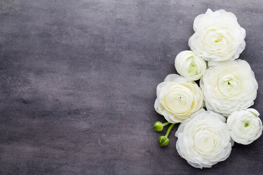 Fototapeta Beautiful colored ranunculus flowers on a gray background.