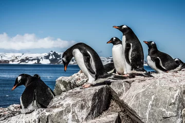 Fotobehang Пингвины © polyarnik