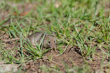 Naklejka na ściany i meble wild mouse. the mouse runs on a grass. gray mouse.