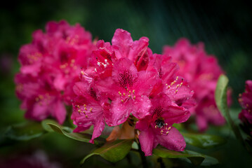 Pink rhododendron bush flowers