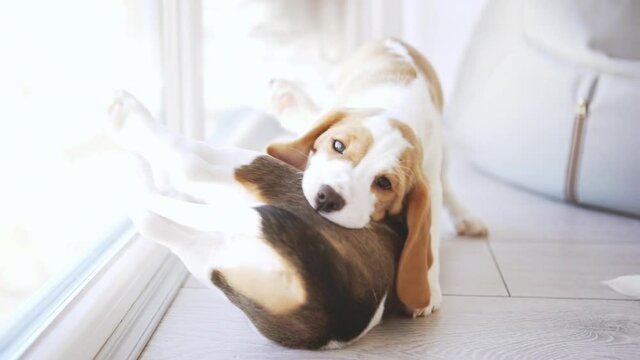 Close up footage of two cute beagle puppies playing with each other tumbling on floor in white light room in slowmotion