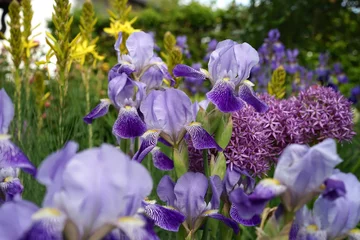 Iris 'neglecta' mit Junkerlilie und Zierlauch im Staudenbeet