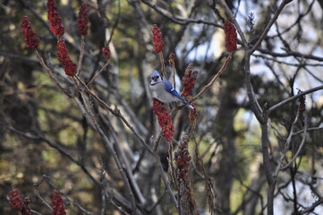 Blue Jay, Scenic, Tree, Bird, Nature, Wildlife
