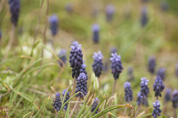 Fresh spring field flowers on mountain meadow closeup as natural background
