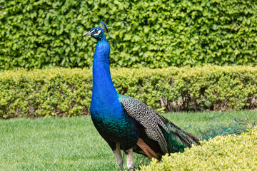 Fototapeta premium Portrait of beautiful peacock with feathers out