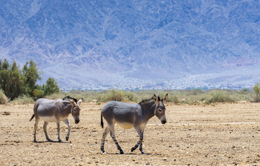 Obraz premium Somali wild donkey (Equus africanus). This species is extremely rare both in nature and in captivity. Nowadays it inhabits nature reserve near Eilat, Israel