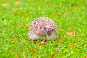 Naklejka na ściany i meble Adult hedgehog sitting in green grass on sunny day.