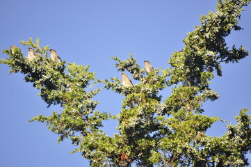 Cedar Waxwing