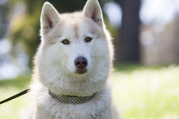 Naklejka premium dog 