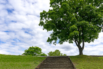 Stairs high up to a mountain maple tree