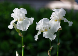 White iris flower close up photo