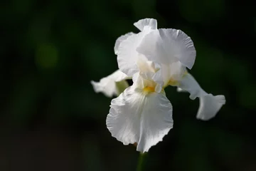 Fototapeten Weiße Irisblume Nahaufnahme Foto © Maksim Kostenko