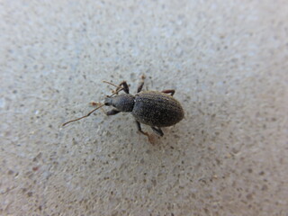 Polydrosus sericeu