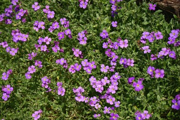 Fototapeta premium Blaukissen - aubrieta cultorum