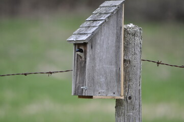 Tree Swallow