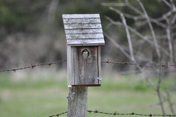 Tree Swallow