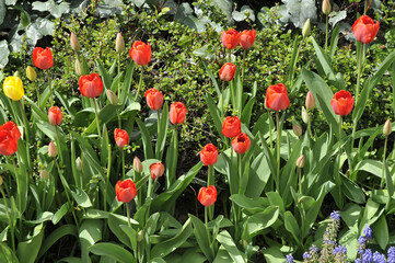 Obraz premium massif de tulipes
