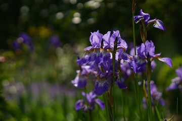 Sibirische Schwertlilie im Staudenbeet – iris sibirica
