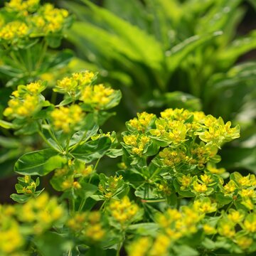 Wolfsmilch: Euphorbia cornigera