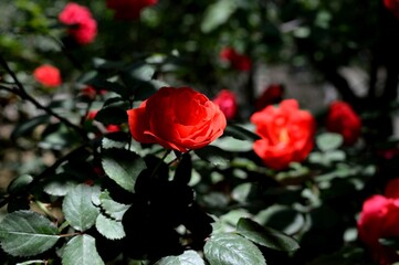 Red rose under the sunlight. Rose bush in the garden.