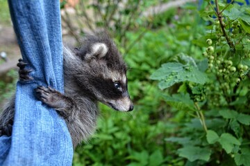 Ein  Waschbär  -  Baby  hängt an einer Jeans und schaut nach rechts