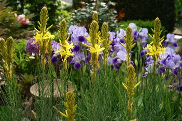 Junkerlilien im Staudenbeet - asphodeline