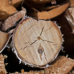 Birch tree cut closeup 