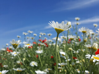 Fototapeta na wymiar Chamomile flower close up nature spring season