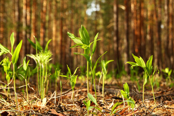 Russia, Siberia. The young fresh green grass in a forest.