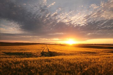 Sunrise over a field of grain