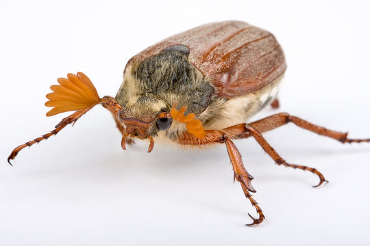 Springtime beetle
