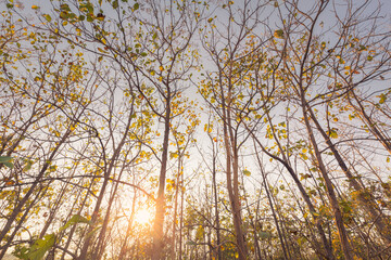 Teak Forest