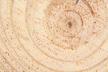 Extreme close up of tree trunk with aging circles.