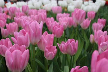 Fototapeta premium pink flower in spring
