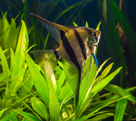 zebra angelfish pterophyllum scalare aquarium