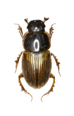 Dung Beetle Aphodius on white Background  -  Aphodius prodromus (Brahm, 1790)