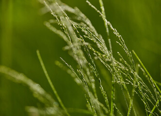 Fototapeta na wymiar Beautiful green grass background