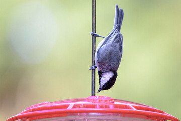 Confused_Chickadee