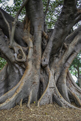 Fototapeta na wymiar Big curved trunk of australian banyan tree, also known as ficus macrophylla or fig tree