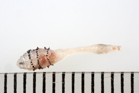 Human botfly larva - Dermatobia hominis