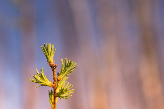 Tamarack Needles in Spring