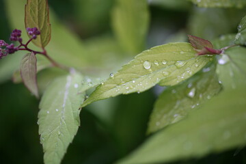 raindrops on leaves