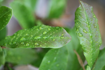 raindrops on leaves