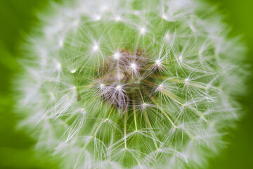 Dandelion seeds in the morning sunlight blowing away across a fresh green background