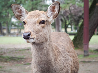 Cute deer in Nara Park, Nara City, Japan