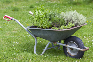 wheelbarrow with herbs