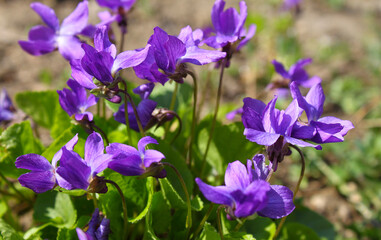 Flowering violets in the park